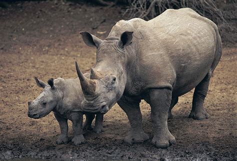 Rhinos .